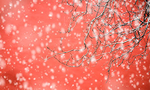 冬天雪中的古建红墙与树枝高清图片