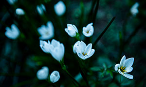 绽放着白色小花的花卉植物摄影图片