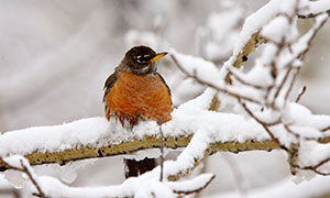 雪中树枝上的一只小鸟摄影高清图片