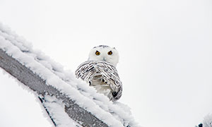 雪中的猫头鹰近景特写摄影高清图片
