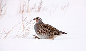 在雪中觅食的小鸟特写摄影高清图片