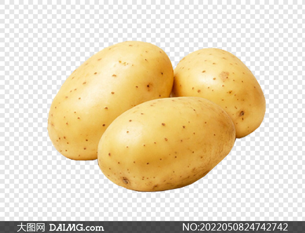 马铃薯表皮细胞手绘图图片