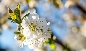 枝头上绽放的白色鲜花摄影高清图片