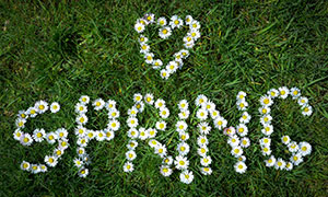 在草地上用菊花擺成的字母攝影圖片