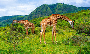在山间草地上觅食的长颈鹿高清图片