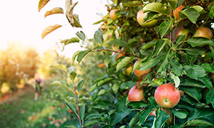 种植园果树上的红苹果摄影高清图片