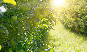 果园树上结出的青苹果摄影高清图片