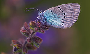 花卉植物上的蝴蝶特写摄影高清图片