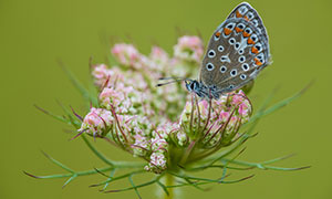 植物花蕊上流连的蝴蝶摄影高清图片
