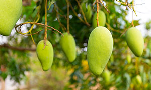 在树上等待采摘的芒果摄影高清图片