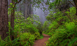 紅木國家公園一角植物生態高清圖片