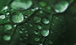 绿叶植物上的晶莹露珠摄影高清图片
