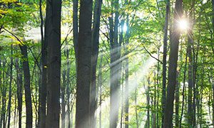 明媚阳光下的树林风光摄影高清图片