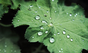 植物綠葉上的晶瑩水珠攝影高清圖片