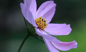 浅紫色格桑花植物特写摄影高清图片