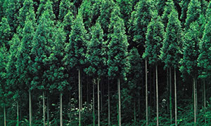 茂密葱茏树木自然风景摄影高清图片