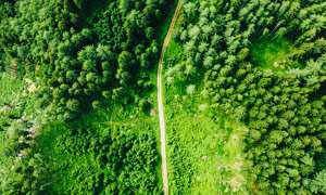 森林中的道路航拍圖攝影圖片