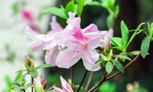 枝头盛开的粉色花朵摄影图片