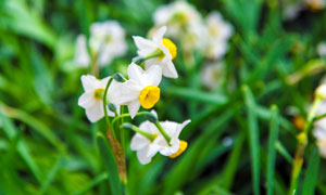 户外盛开的白色小花摄影图片