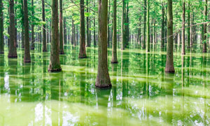 公园水中的参天大树摄影图片