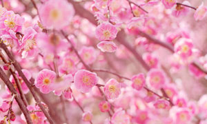 枝头盛开的粉红色梅花摄影图片