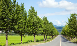 道路兩邊成排的大樹攝影圖片