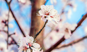 户外桃树枝头盛开的桃花摄影图片