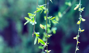 春季枝头上的垂柳和柳枝摄影图片