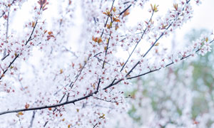 户外枝头盛开的梨花摄影图片