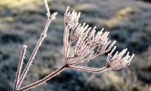 冬季植物上的雾凇特写摄影图片