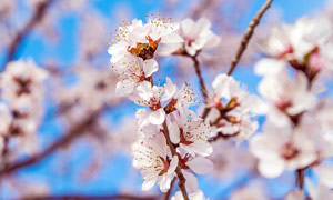 枝头盛开的桃花摄影图片