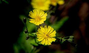 盛开的小黄花摄影图片