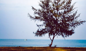 海边的大树特写摄影图片