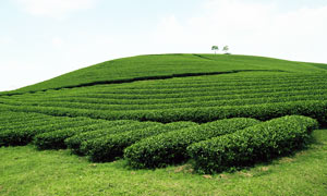 綠色茶園茶山美景攝影圖片