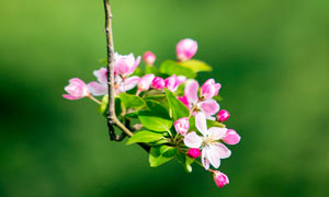 枝头盛开的海棠花摄影图片