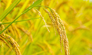 秋季沉甸甸的稻穗特写摄影图片