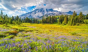 雪山树林与花草丛植物摄影高清图片
