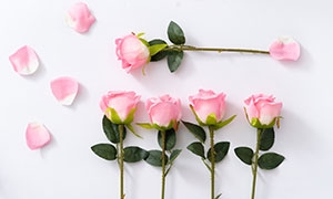 花瓣與帶刺的玫瑰特寫攝影高清圖片