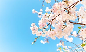 树枝上的淡粉色的花朵摄影高清图片