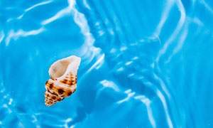 湛藍清澈水面上的海螺貝殼攝影圖片