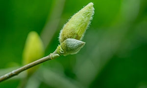 新发枝条上的幼芽花苞摄影高清图片