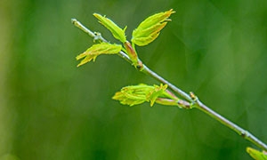枝条之上嫩绿色的幼芽微距摄影图片