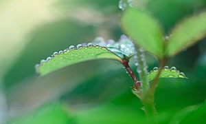 晶莹水珠镶嵌着的植物绿叶摄影图片