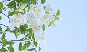 綠葉枝頭上的白色花朵攝影高清圖片