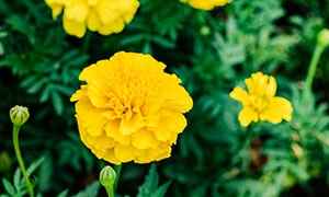 花苞与黄色万寿菊特写摄影高清图片
