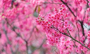 春天里开满枝头的小花摄影高清图片