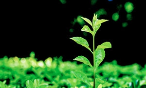 新芽抽枝绿叶植物特写摄影高清图片