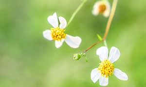 白色小花的野菊花特写摄影高清图片