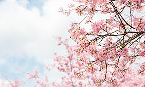 藍天白云粉色花朵特寫攝影高清圖片