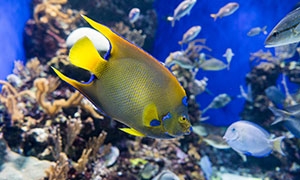 水中游動的熱帶魚特寫攝影高清圖片